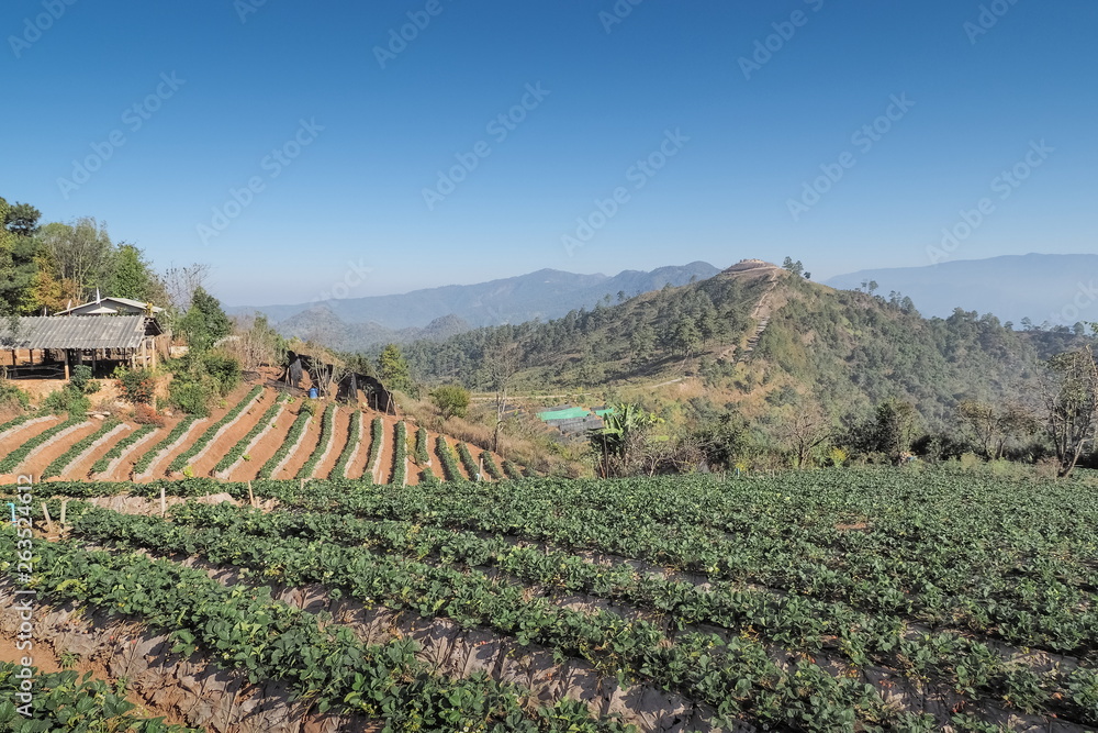 view of strawberry farm plantation on side hill with mountain and blue sky background, Nor Lae Strawberry, near by Thai-Myanmar border, Ban Nor Lae village, Doi Ang Khang, Chiang Mai, Thailand.