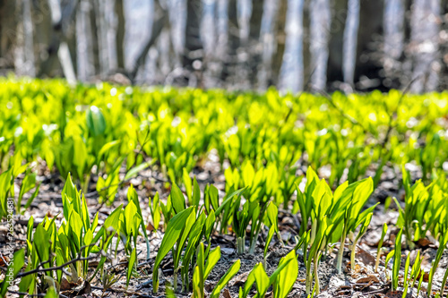 Springtime in the forest, Klak hill, Slovakia
