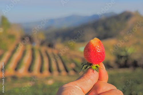 Quadro su tela Red Ripe Strawberry in hand with nature blurred background, Nor Lae Strawberry, Nor Lae Village, Doi Ang Khang, Chiang Mai, northern of Thailand