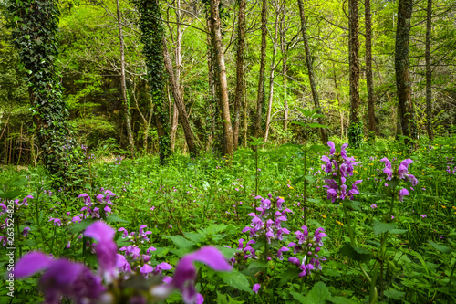 Fototapeta Naklejka Na Ścianę i Meble -   Beautiful landscape of a forest with purple flowers