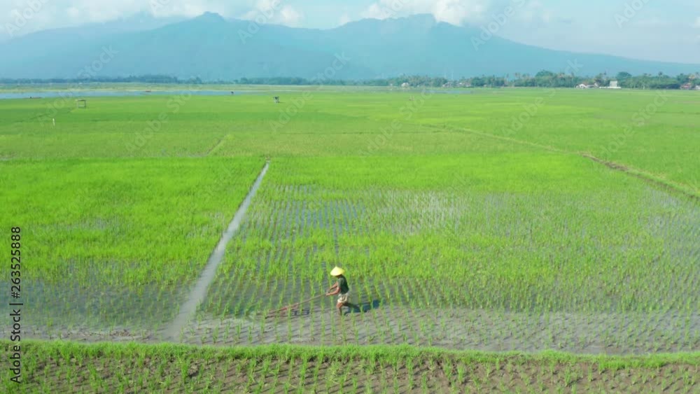 Central Java, Indonesia - April 16, 2019: Aerial landscape of farmer working on the green paddy field. Shot in 4k resolution from a drone Central Java, Indonesia - April 16, 2019: Aerial landscape of farmer working on the green paddy field. Shot in 4k resolution from a drone