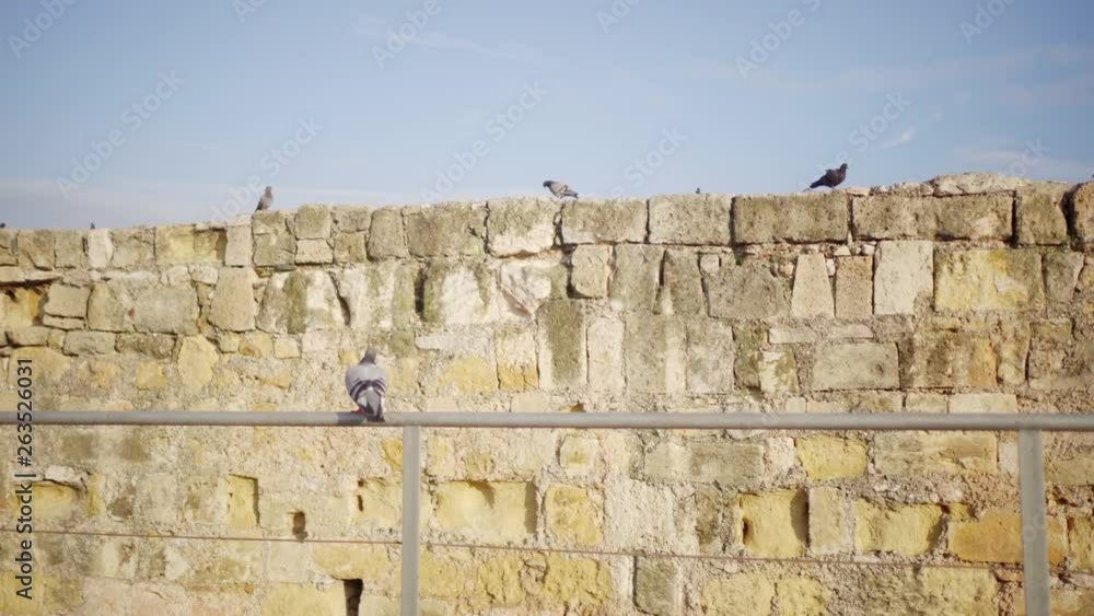 Spain. Catalonia. Barcelona. Beautiful pigeons on a Fence. Near the ancient Roman Tower Torre del Pretori. Spain. Catalonia. Barcelona. Beautiful pigeons on a Fence. Near the ancient Roman Tower Torre del Pretori.
