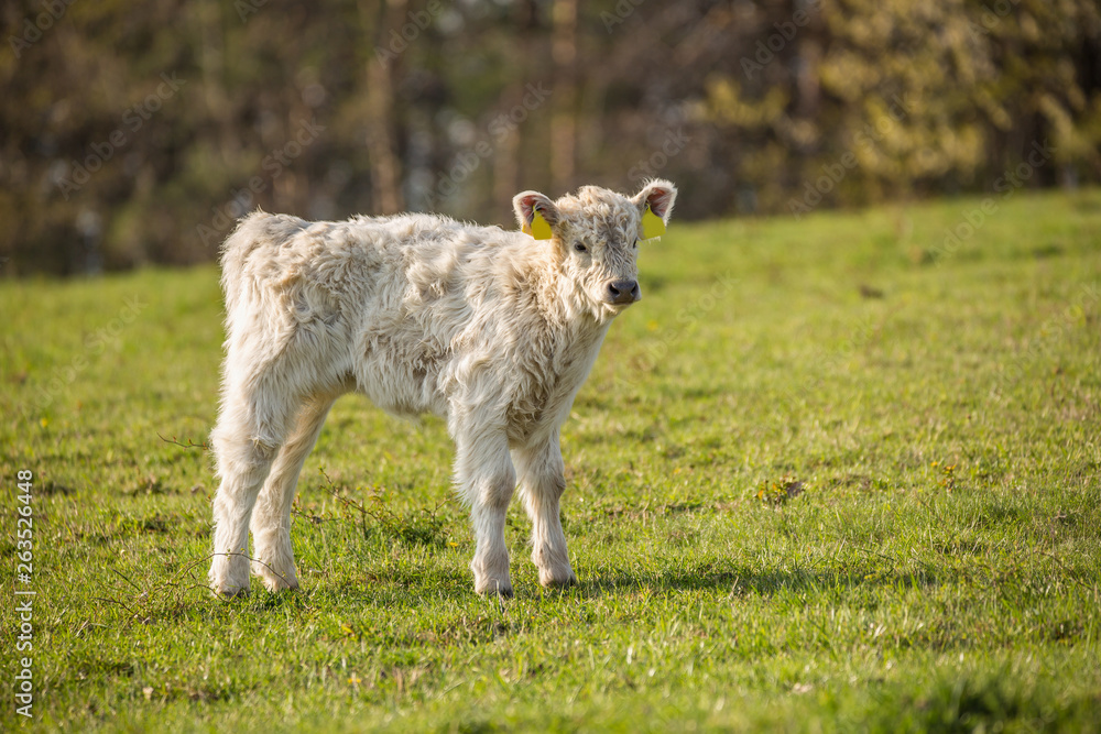 Obraz premium galloway cattle on the pasture