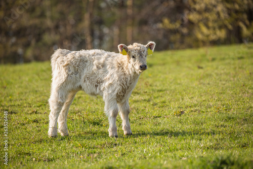 galloway cattle on the pasture