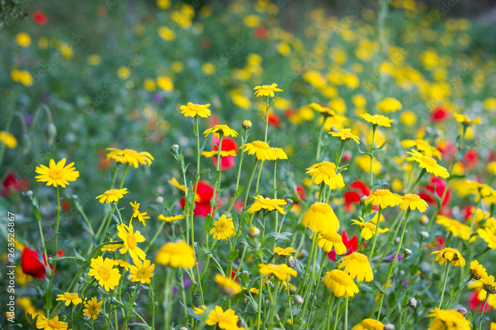 Fototapeta premium Flower Meadow