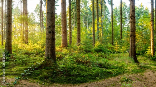 Fototapeta Naklejka Na Ścianę i Meble -  A wonderful morning in a forest with bright sunlight in the background