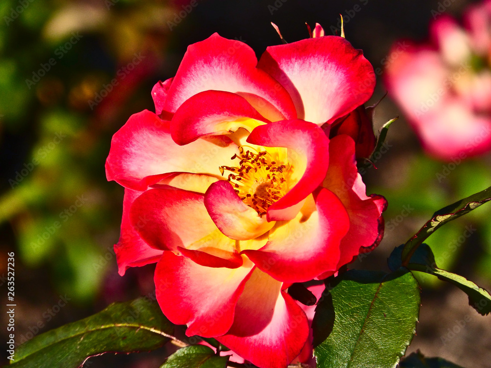 Obraz premium Red Yellow Rose at Parnell Rose Garden, Auckland, New Zealand