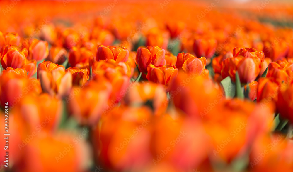 Oranje rode tulpen