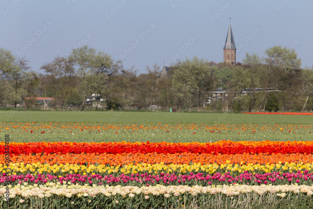 Dutch landscape with tullips and church tower Dutch landscape with tullips and church tower