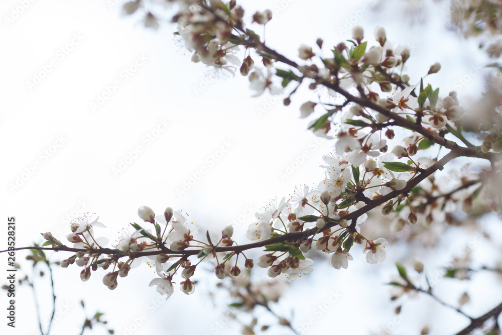 blossom tree branch in spring