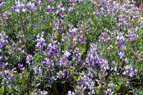 Coastal purple wildflowers