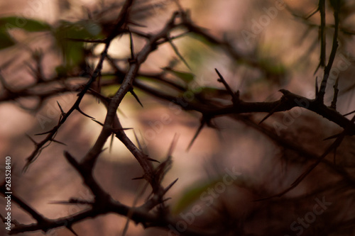 the background of the many thorny branches. the branches look intimidating. photo in low key.