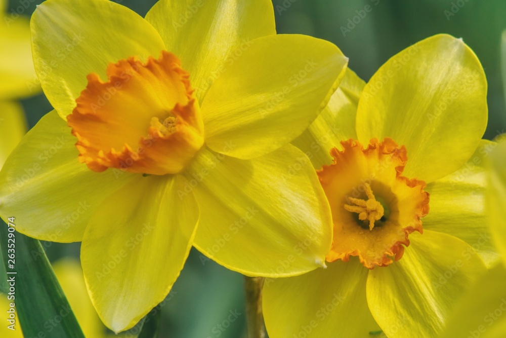 two narcissus flowers in close-up, daffodils embellish gardens and parks in spring, yellow flowers a sign of tragic history, reminiscent of the rise of Jews in the Warsaw Ghetto two narcissus flowers in close-up, daffodils embellish gardens and parks in spring, yellow flowers a sign of tragic history, reminiscent of the rise of Jews in the Warsaw Ghetto