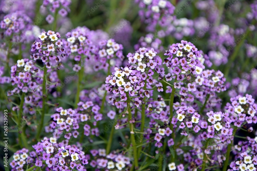Cute tender alyssum with a wonderful aroma of flowers covered the ground in the garden. Cute tender alyssum with a wonderful aroma of flowers covered the ground in the garden.