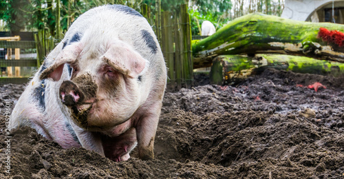 closeup of a female bentheimer pig sitting in the mud, Dutch pig breed photo