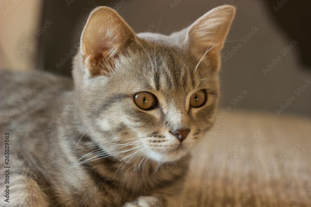 Portrait Of A Beautiful Cat at home on the couch Portrait Of A Beautiful Cat at home on the couch