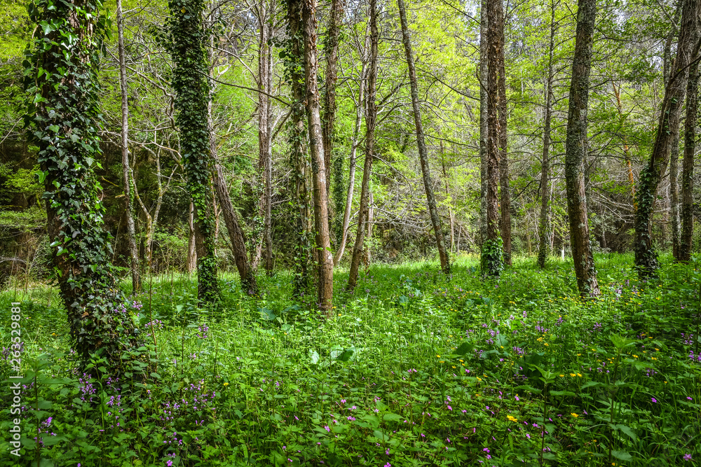 Beautiful landscape of a forest with purple flowers Beautiful landscape of a forest with purple flowers