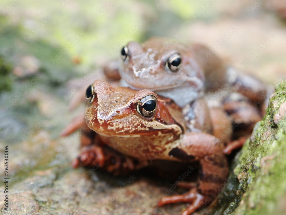 Obraz premium frogs mating