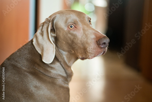 Weimaraner dog portrait at home