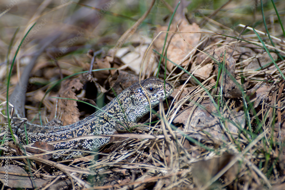 Pregnant viviparous lizard, Zootoca vivipara, in the wild nature Pregnant viviparous lizard, Zootoca vivipara, in the wild nature