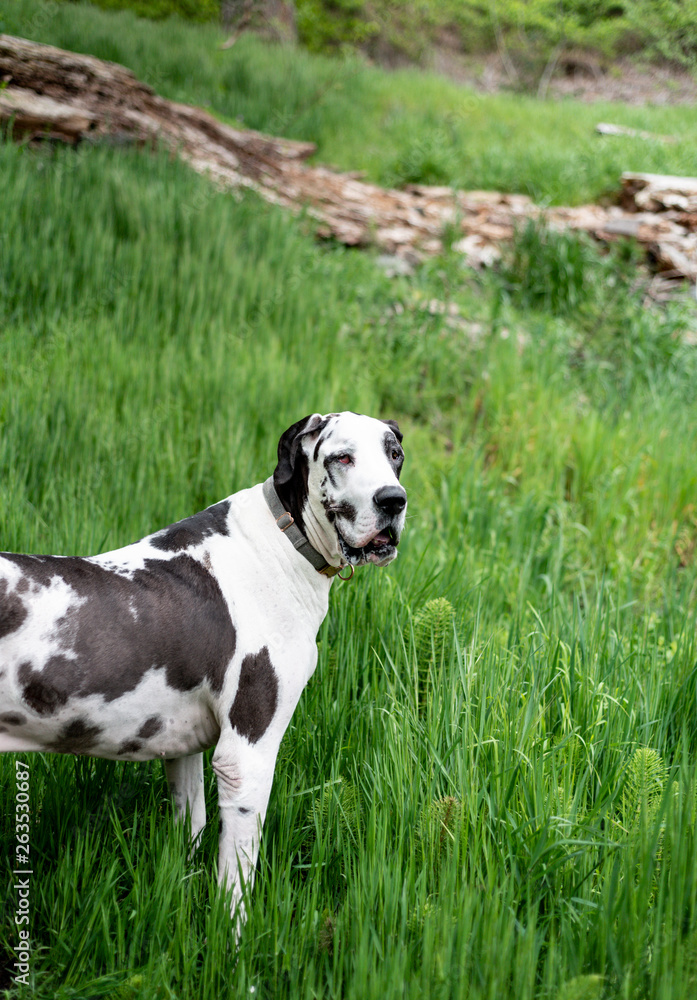 Happy harlequin great dane dog standing in lush field of green grass.
