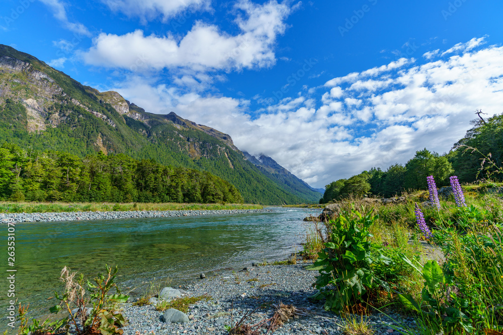 meadow with lupins on a river between mountains, new zealand 14