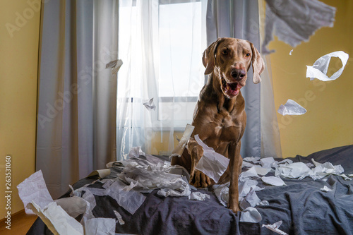 Fotografie Weimaraner dog the dog is playing on the bed