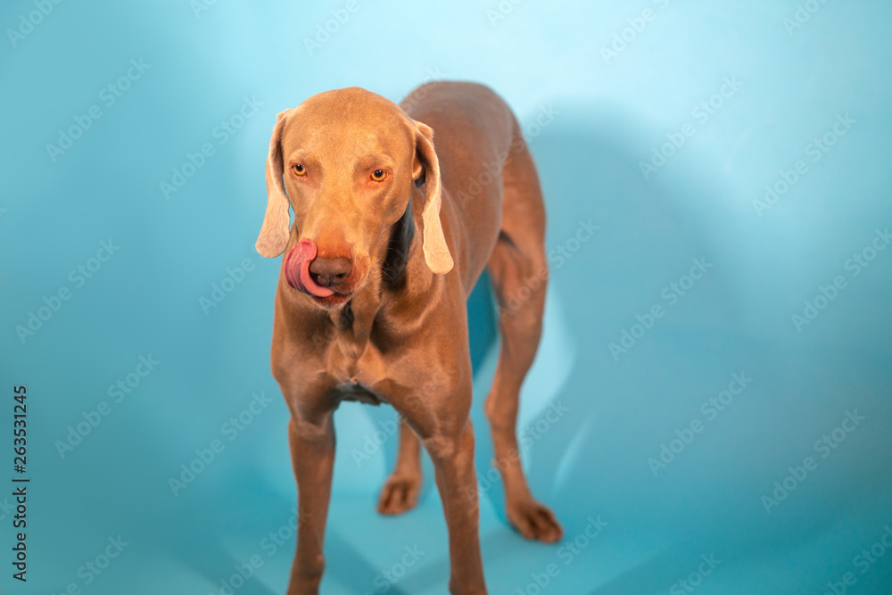 Weimaraner dog with bowls of food, several bowls of different sizes, different amounts of food for the dog. Weimaraner dog with bowls of food, several bowls of different sizes, different amounts of food for the dog.