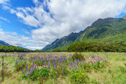 meadow with lupins in a valley between mountains, new zealand 11