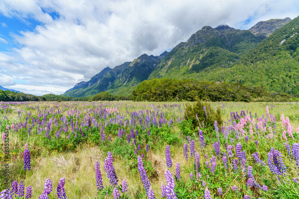 meadow with lupins in a valley between mountains, new zealand 14