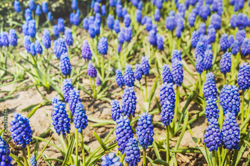 glade of blue flowers muscari