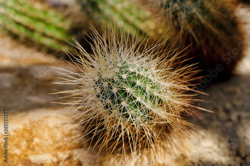 Close-up of cactus tropical plant with sharp spines