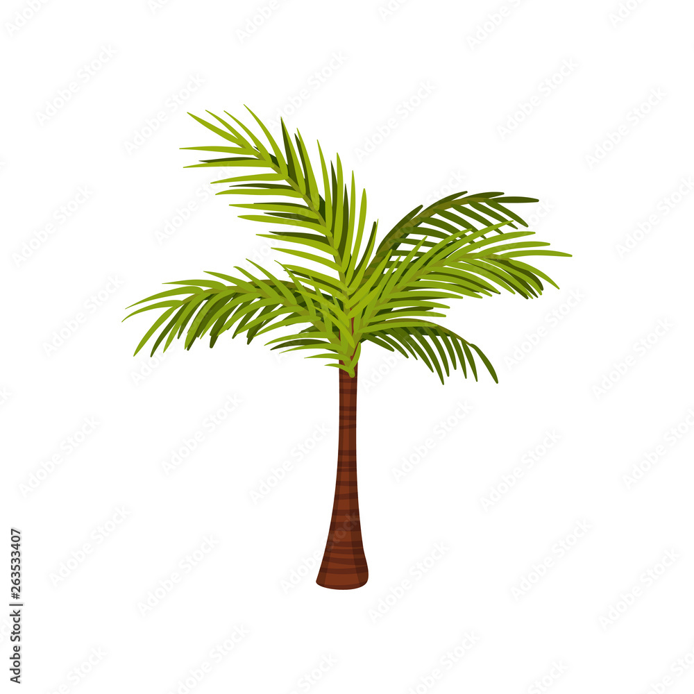 Obraz premium Palm. Lush leaves, textured trunk. Vector illustration.