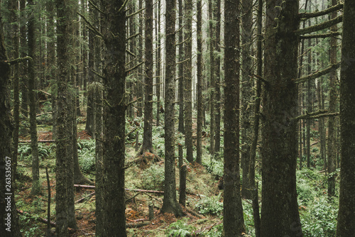 Fototapeta Naklejka Na Ścianę i Meble -  PNW forest. This Pacific Northwest wilderness scene has both an mysterious and peaceful feel. Frequented by hikers and backpackers the PNW woods is a great place to inhale nature