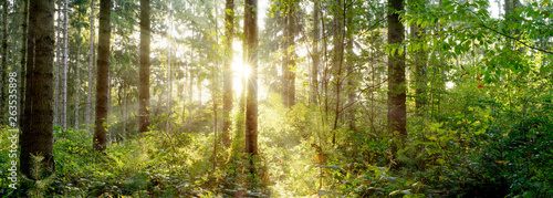 A wonderful morning in a forest with bright sunlight shining through the trees