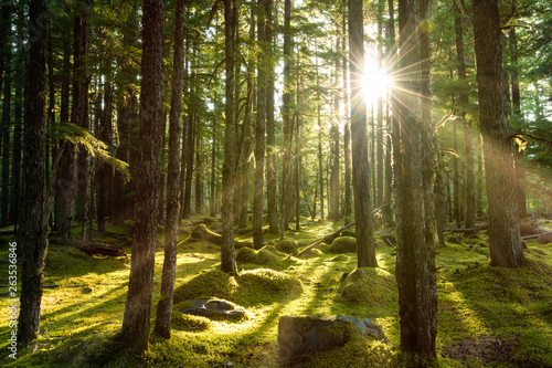 Golden sunlight break the dense lush green evergreen forest deep in the wilderness of the pacific northwest with magical sun rays