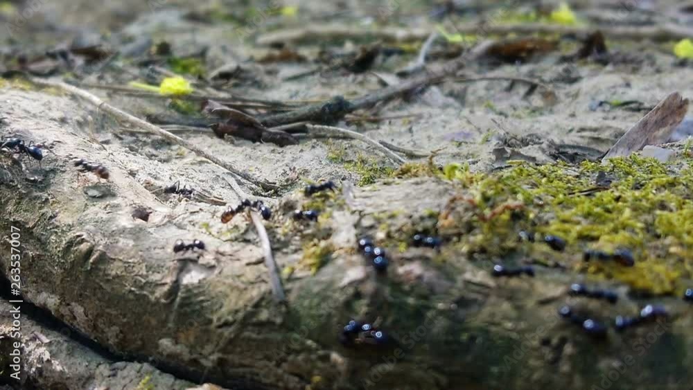 Ants teamwork. Macro view of working insects in wild natural environment. Business cooperation metaphor. Ants teamwork. Macro view of working insects in wild natural environment. Business cooperation metaphor.