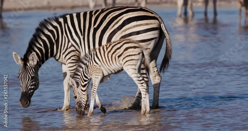 Close-up side view of a Zebra with cute young foal drinking at a waterhole on the Makgadikgadi Pans,Botswana 