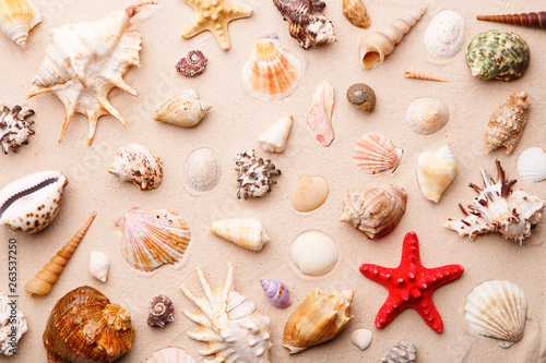 Sea shells and starfish on sand.
