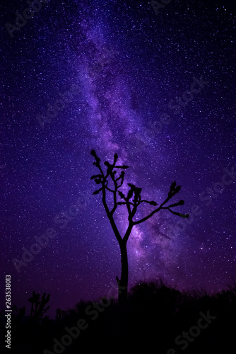 Φωτογραφία A Joshua tree stands silhouetted against a starry night sky in Joshua national park near the Mojave Desert