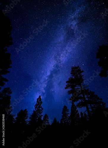 Pine tree and evergreen forest silhouette night scene with milky way background. Astrophotography shot of a wilderness horizon / skyline in low key, monochromatic blue hues in a nocturnal setting