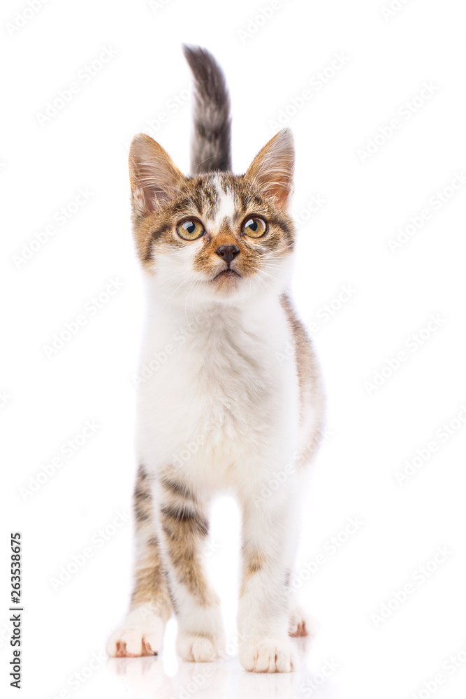 A cute kitten stands and looks at the camera
