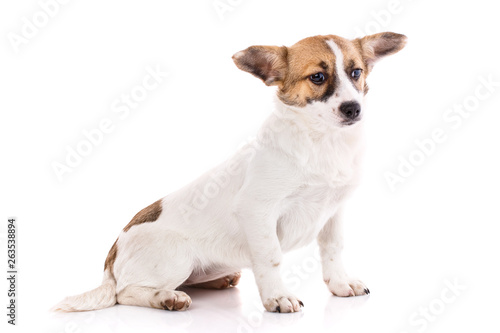 Fototapeta Naklejka Na Ścianę i Meble -  The puppy sits on his hind legs and looks to the right