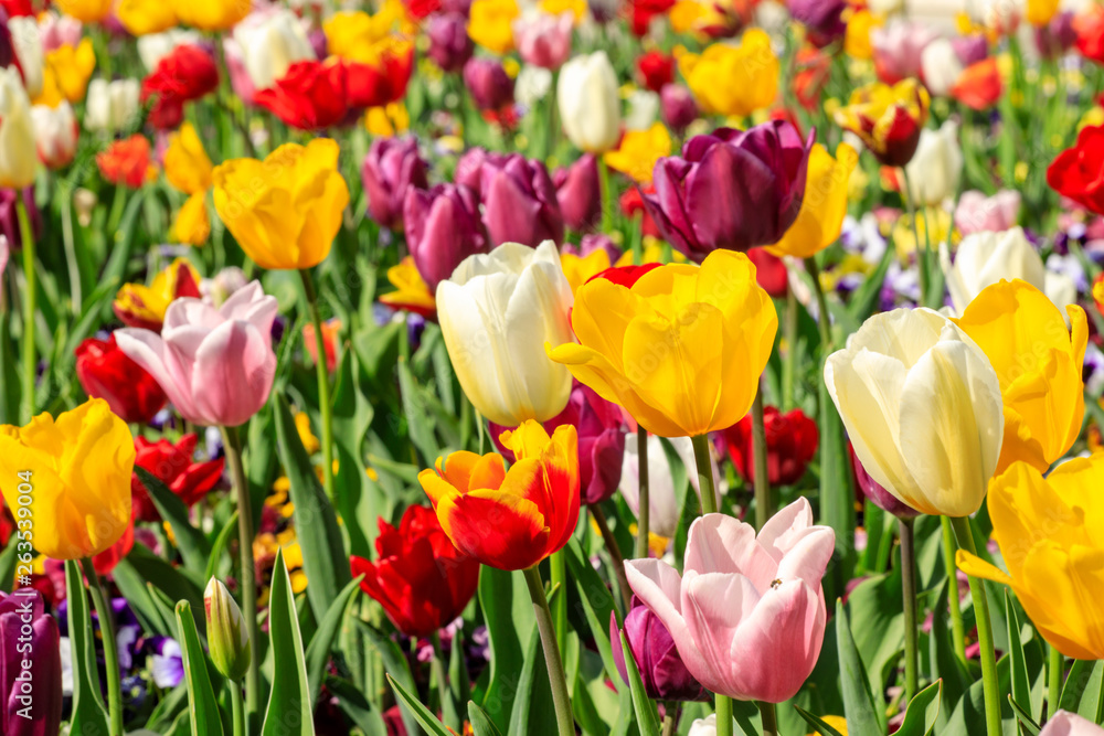 Colourful fields of tulips Colourful fields of tulips