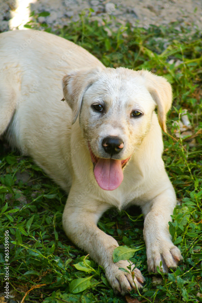 Obraz premium Beautiful puppy looking