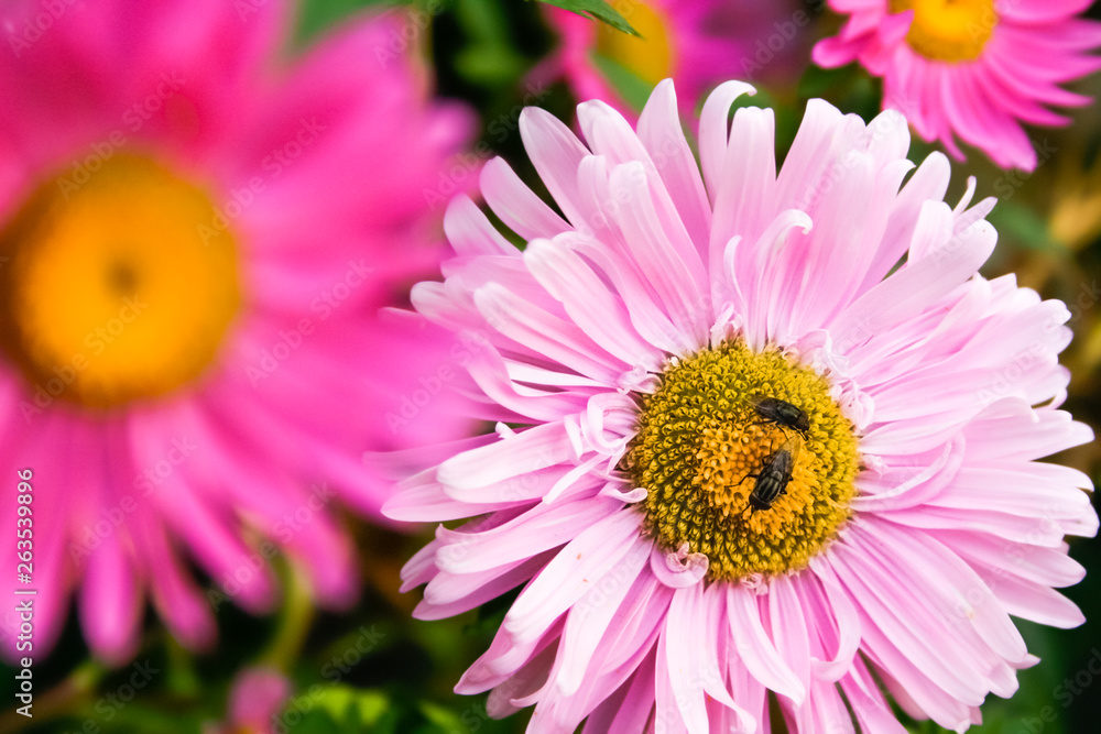 Pretty flowers with flies Pretty flowers with flies