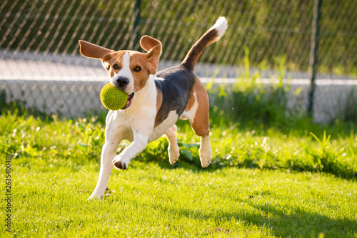 Beagle dog with a ball on a green meadow during spring,summer runs towards camera with ball