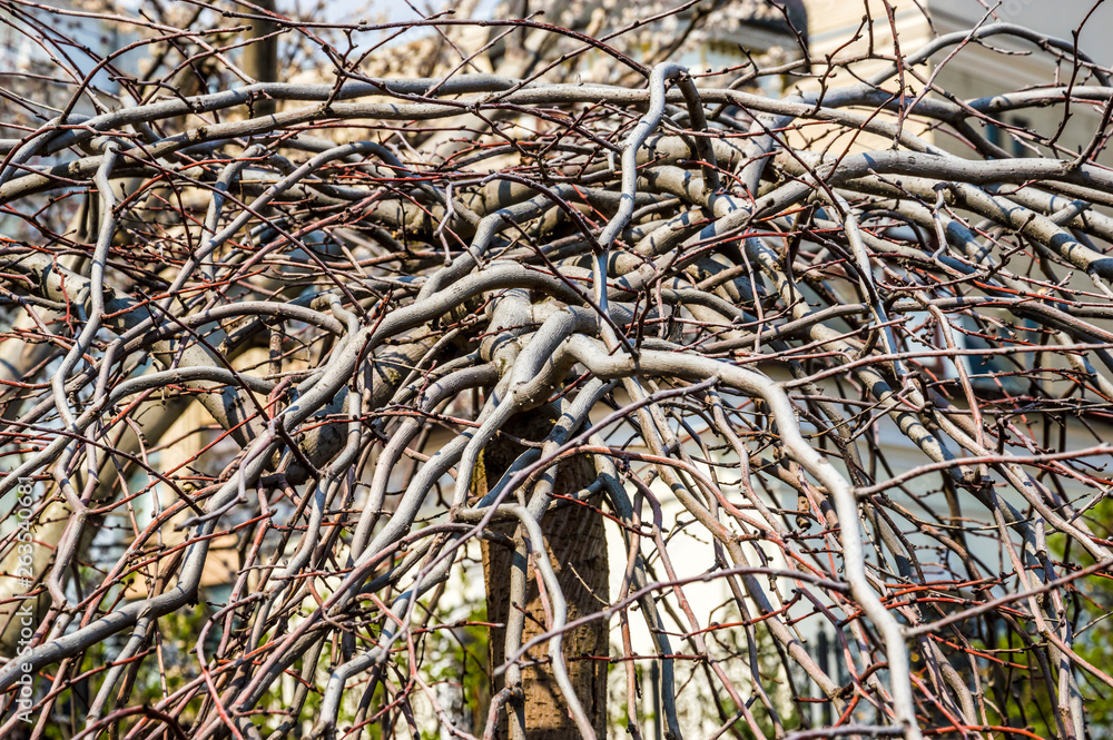 branches of a climbing tree without leaves branches of a climbing tree without leaves