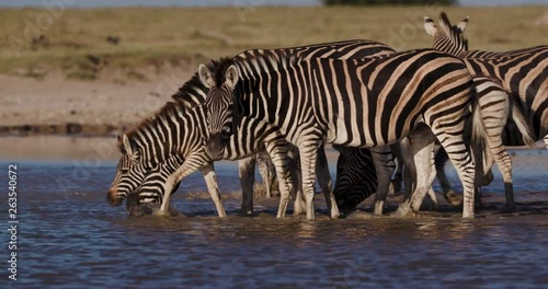Close-up view of a group of Zebras with a cute young foal and wildebeest walking and drinking at a waterhole on the Makgadikgadi Pans,Botswana 
