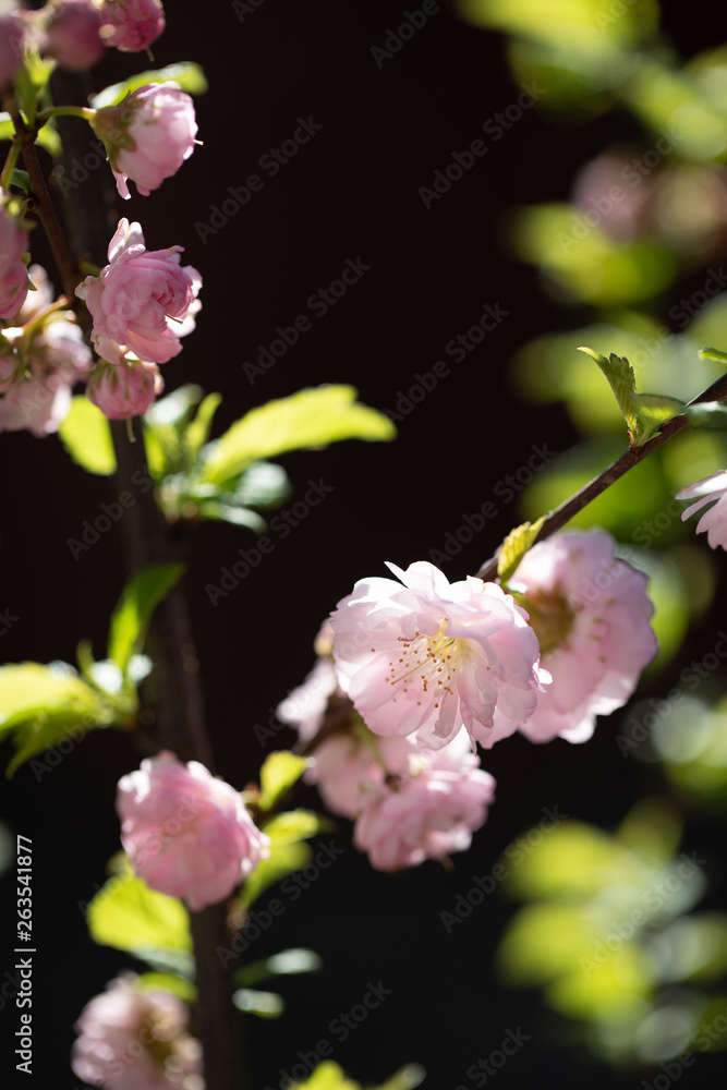Fototapeta premium Mandelblüte